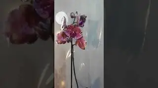 Орхидея после покупки, первые шаги, покупать ли зимой.