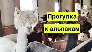 Полет на воздушном шаре. Кормим альпак и овец. Гуляем с Матвеем.