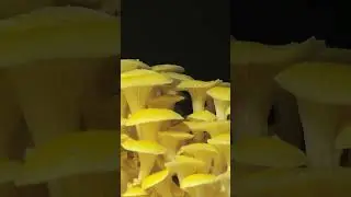 INCREDIBLE TIMELAPSE OF OYSTER MUSHROOMS  |  #science  #mushroom #timelapse