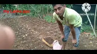 නෝකෝල් වගාවට දින හතෙන්  පොහොර දැමීම/nokol  wagawa/නෝකෝල වගාව