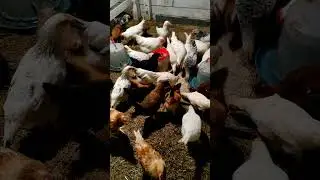 Оказывается, курицы очень любят жуков, червяков и ОПАРЫШЕЙ🐓🐛🐞 Курицы- настоящие ГУРМАНЫ🐓