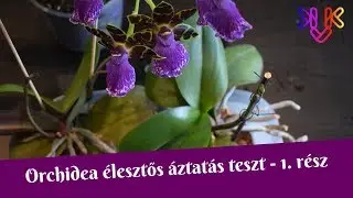 Orchidea élesztős áztatás teszt (1. rész) | A titkos recept, állítólagos hatások és az első áztatás