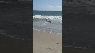 На берегу океана