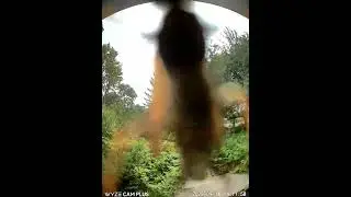 Wasp attacking my doorbell camera