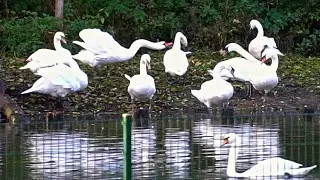 Warum man in Hamburg besser keine Schwäne beleidigt