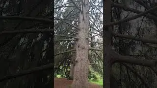 Вековые ели в Национальном парке Кисловодска