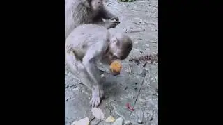 semut nakal ....lagi makan di ganggu 