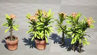 Euphorbia Milii Bloom Beauty plants 3d animation in unreal