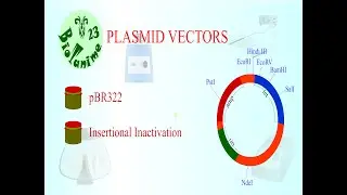 PLASMID VECTORS | pBR322