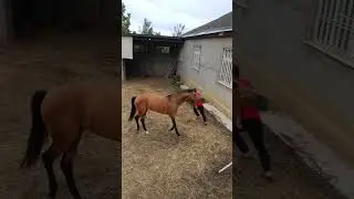 Джеки Чан и Золотой. 317 
