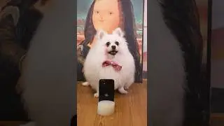 The mother gave birth to a capsule baby ➡️#nico #dog #funny #smartnico #cute