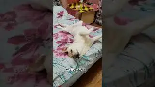 Сладкая булочка🤣 #лабрадор #приколы