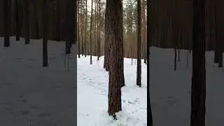 Зимний лес