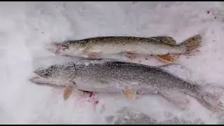 Светлые Горы Щука3 21.12.2022г.