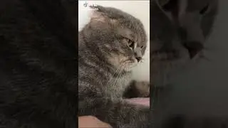 Angry cats by TikTok