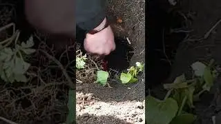 Прикоп 3 см 