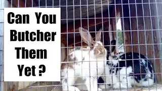 When Should You Butcher Meat Rabbit Kits? | The BEST Age and Weight