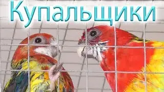Мои попугаи розеллы Купаются только в своих купалках
