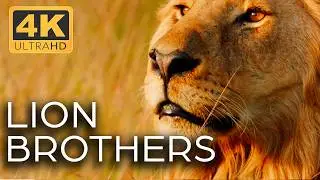 Lions: Kings of the Savannah | Roar of the Wild Ep. 1 | 4K UHD Documentary