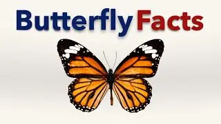 Butterfly Facts
