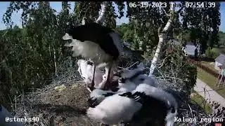 Чуть не удушил за лягушку. Жестокая драка среди аистят.