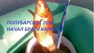 Полубарское 2016,карась клюет