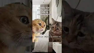 Дорогая, недавно я написал книгу 
