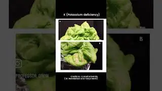 What is going on with your lettuce 🥬?  Learn about nutrient deficiency in lettuce #hydroponics