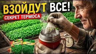 Don't plant parsley and dill until you do this! The secret to 90% germination is the 