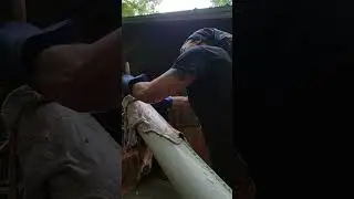 prepping the hide