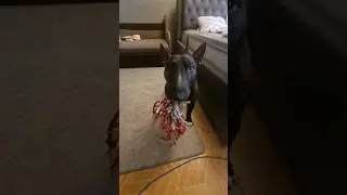 Петя бультерьер 😁 