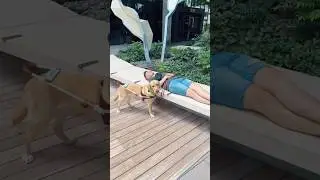 Adorable guide dog helps a blind man (wow!) 