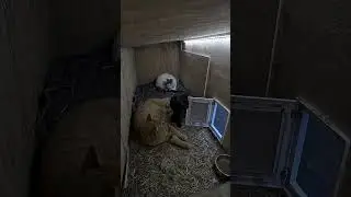 The Black Cat Knew Exactly What To Do 😭🐈‍⬛