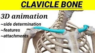 Clavicle bone and muscle attachments || 3D animated tutorial || Bones of upper limb || MedCracker ||