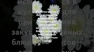 Интересно знать.Хризантема.