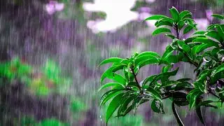 A Rainy Day at Uttara , Dhaka, Bangladesh