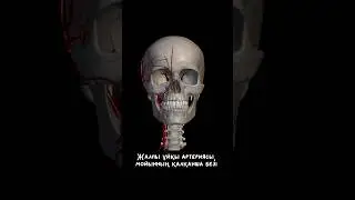 БАС ПЕН МОЙЫН АРТЕРИЯЛАРЫ | 3D видео 