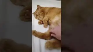 #котики #ютуб #врек #кот #топ #cat #экзотическиепитомцы