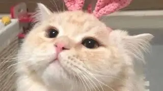 СОЗДАЛА НОВЫЙ ТГК?!(ес)