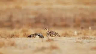 Bush TV - Grouse