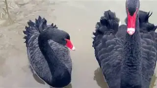 Пташине царство дендропарку (Полтава)