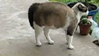 Pregnant Cat almost kills dog!! [Read description]