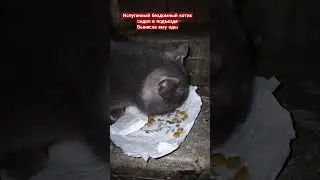 Бездомный кот. Хотите увидеть продолжение этой истории? #кот #котик #бездомныеживотные
