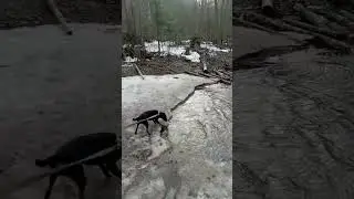 Апрель лесная прогулка 🌲 Барс объел Кая🐕‍🦺🐈Рыбалка охота ягдтерьер🦡