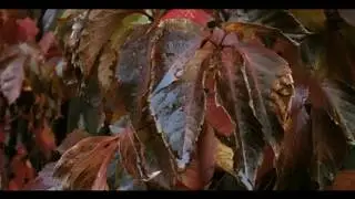 Stellamara - Prituri Se Planinata | КЛИП 2017