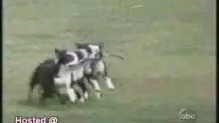 perros