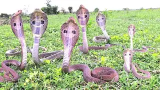 భలే ముచ్చటగా కనిపిస్తున్నాయి #Indian #spectacled venomous cobra Snake's Release