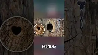 Походу брею попу в standoff 2 #standoff2 #mafioznik #shorts #стандофф2 #рек #реки #рекомендации