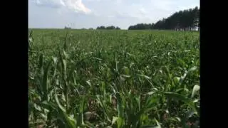 Кукуруза. 26.07.2017. Зарайский р-н