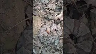 Copperhead as found at survey site in Kentucky